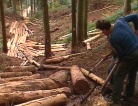 fotogramma del video Le foreste del Friuli Venezia Giulia. Le utilizzazioni ...