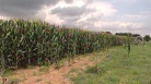 fotogramma del video Nasce l'associazione produttori antichi mais friulani